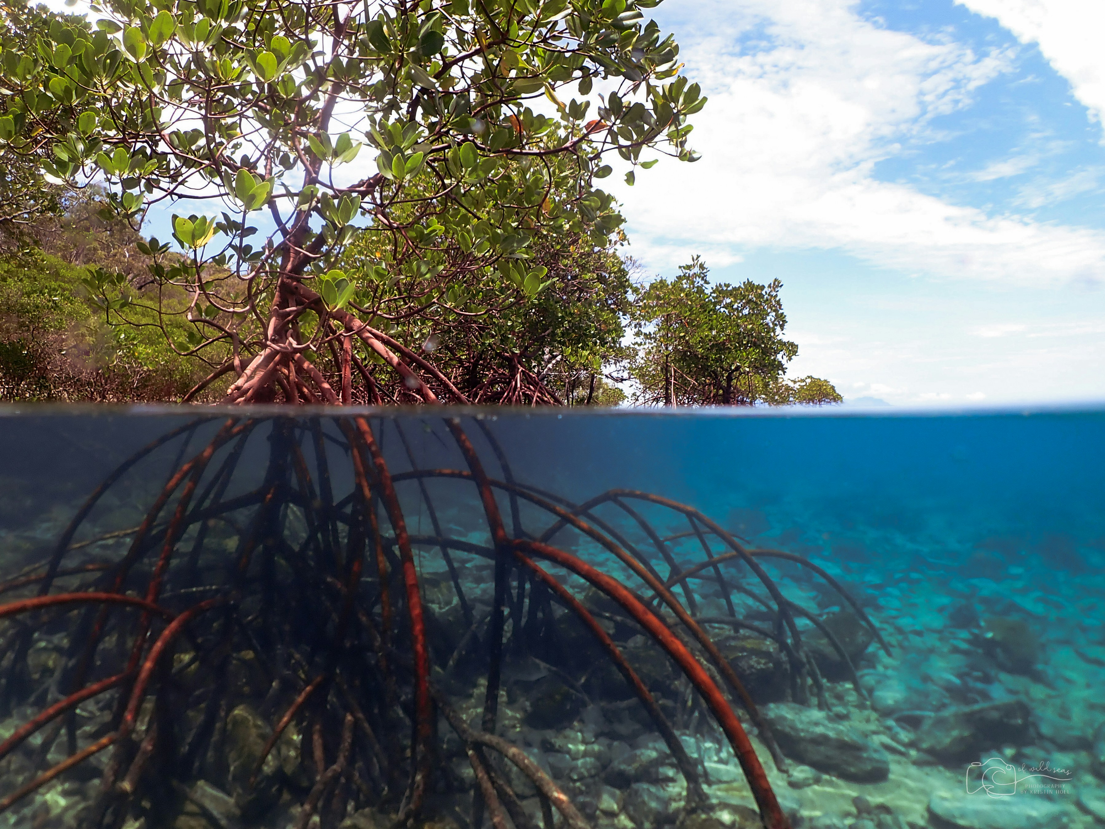 9 Resilient Plants That Can Survive in the Harshest Environments on Earth