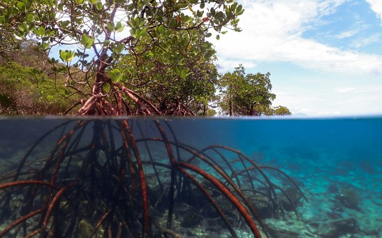 Underwater View of a Mangrove Plant