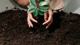 A Person Planting on a Soil
