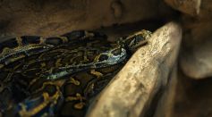 Coiled Burmese Python