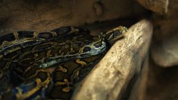 Coiled Burmese Python
