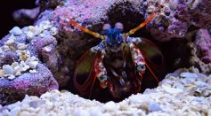 Photo of Mantis Shrimp