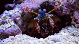 Photo of Mantis Shrimp