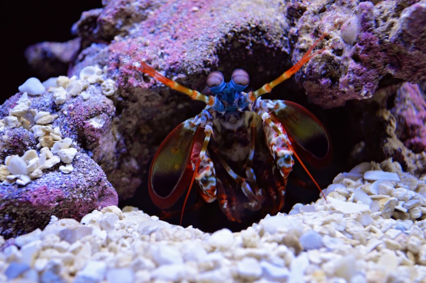 Photo of Mantis Shrimp