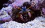 Photo of Mantis Shrimp