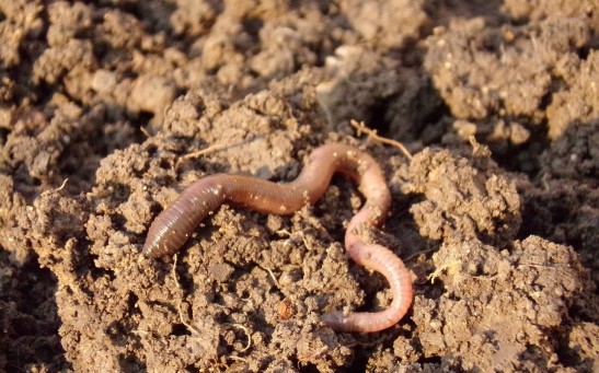 Earthworm