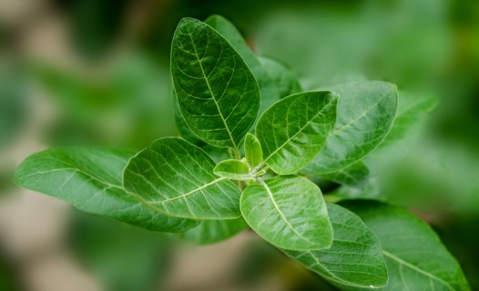 Ashwagandha Plant