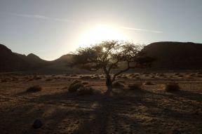 A Lone Tree in the Middle of Desert