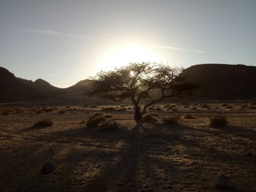 A Lone Tree in the Middle of Desert