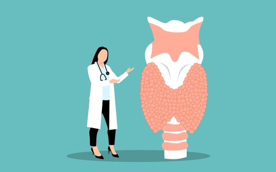 Illustration of Thyroid