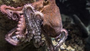 Octopus