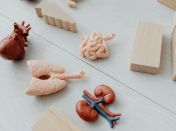 Close-Up Photo of Toy Body Parts