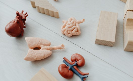 Close-Up Photo of Toy Body Parts