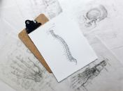 Drawing of Spinal Cord
