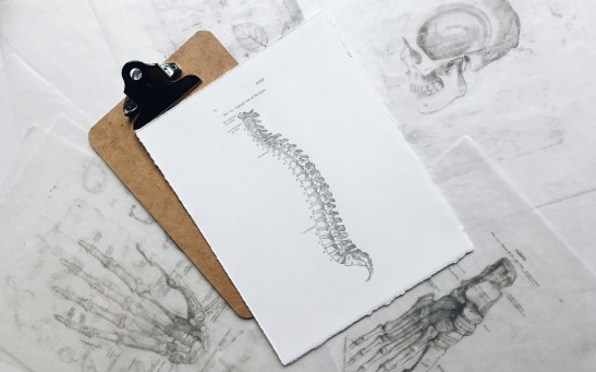 Drawing of Spinal Cord
