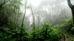 Rainforest surrounded by Fog