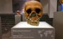 Neanderthal Skull