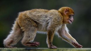 Macaque