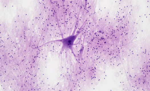 Neuron Illustration