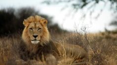 Lion Lying Down on Grass