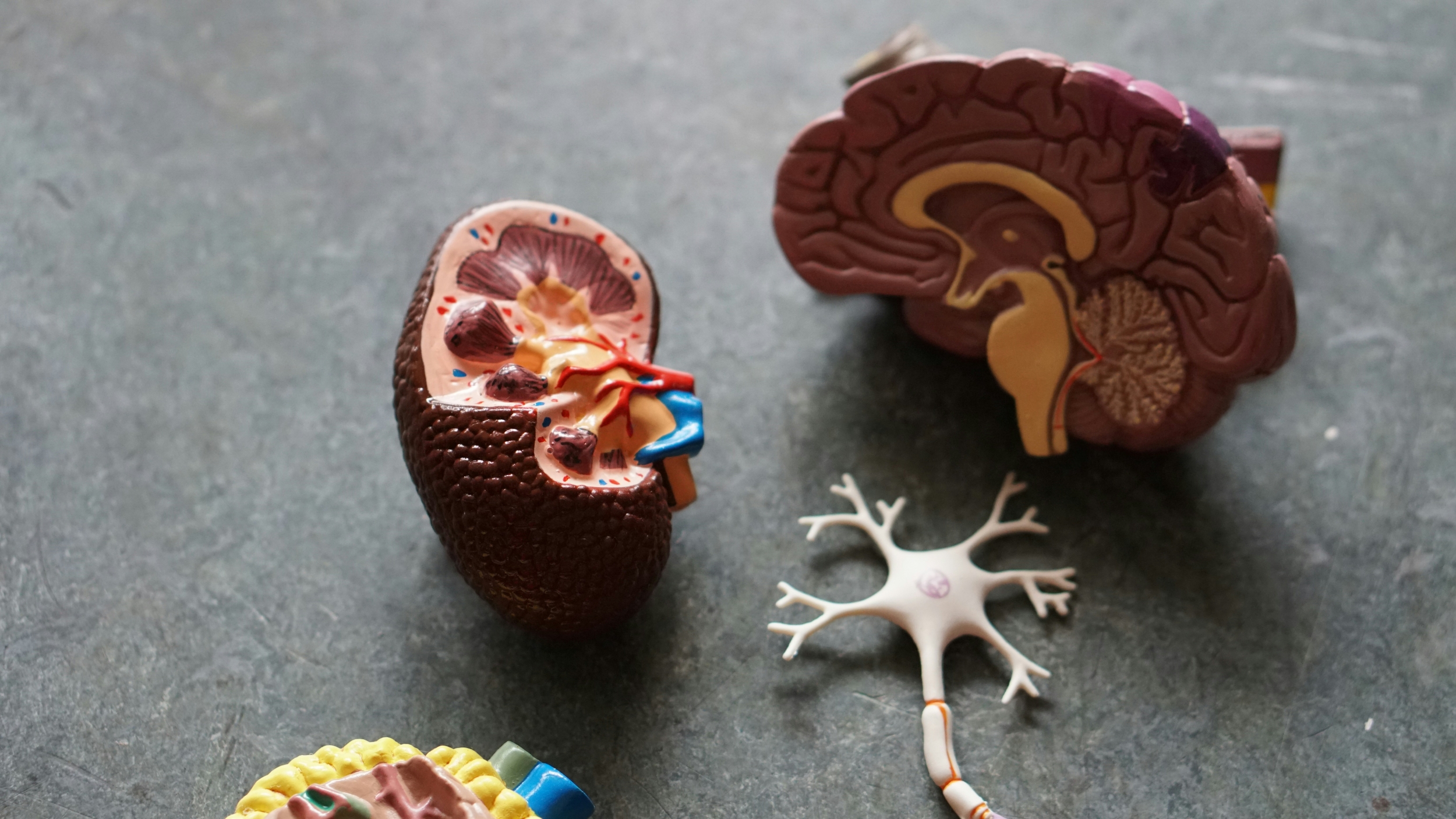 3D-Printed Organs: How Bioprinting Could Solve the Global Transplant ...