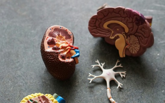 3D Toy Model of a Kidney and Brain