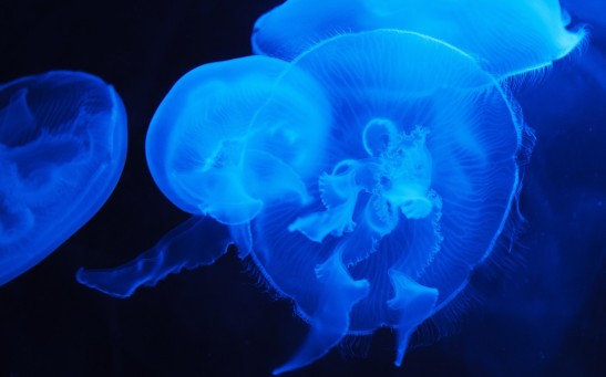 Jellyfish