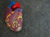 Toy Model of a Human Heart