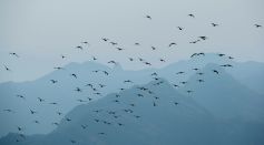 Flock of Birds Flying