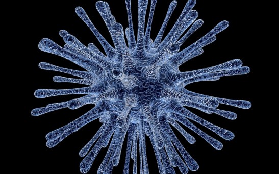 Bacteria