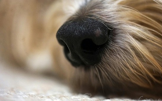 dog nose