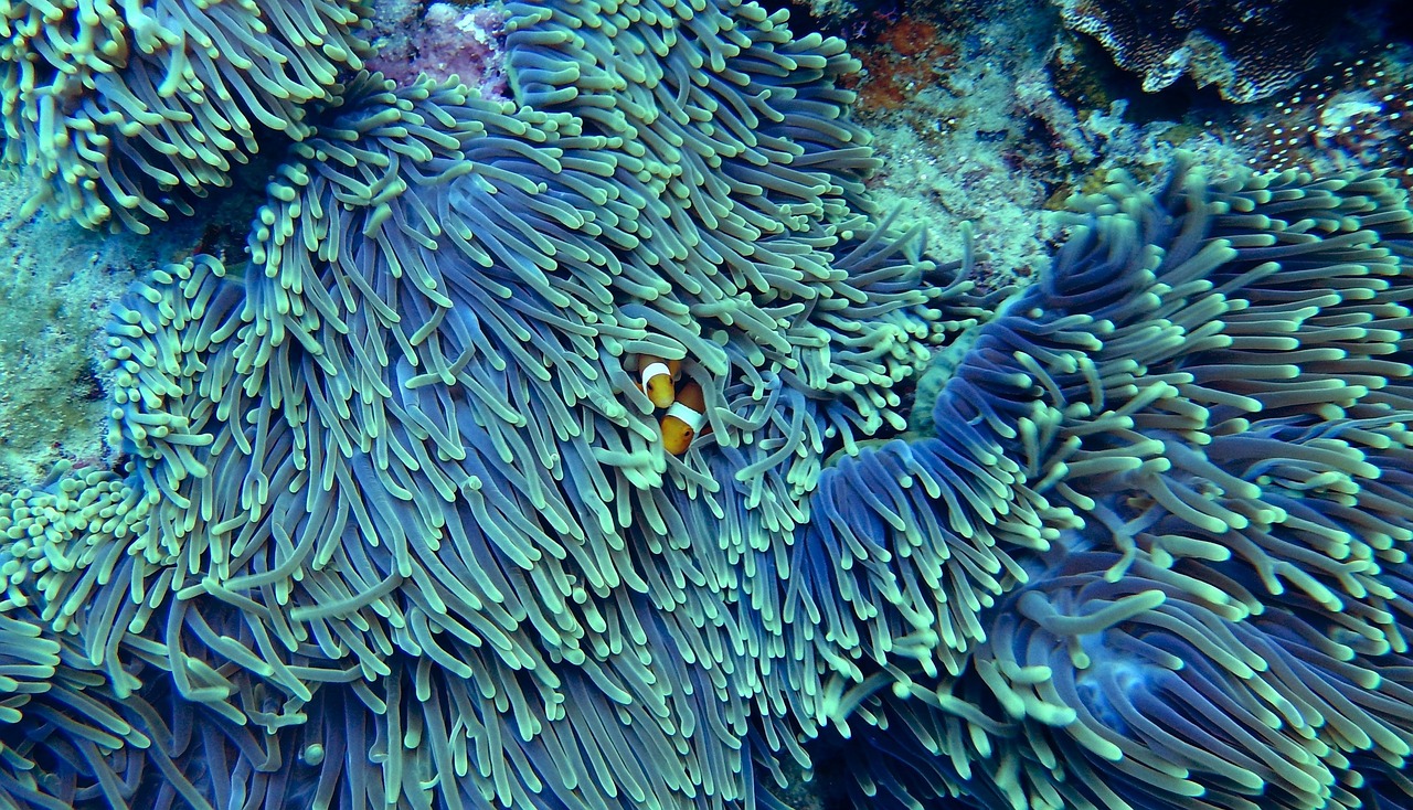 Coral Reef Bleaching and El Niño Warming Drive Zooxanthellae Coral Reef Bleaching and El Niño Warming Drive Zooxanthellae