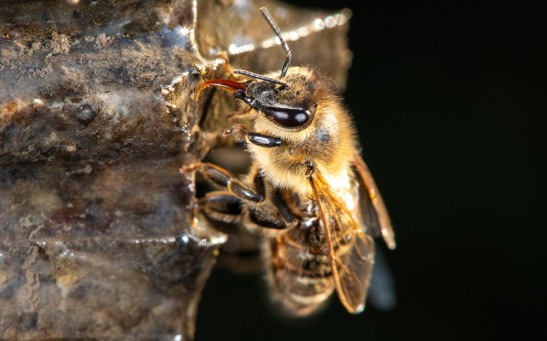 Bee
