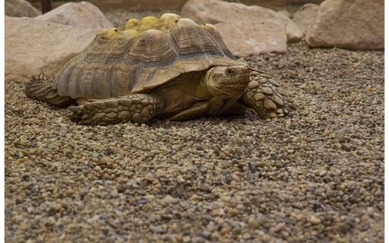 Turtle