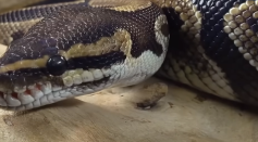 snake