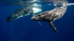 humpback whales