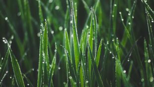 Grass