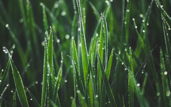 Grass