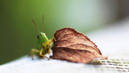 Insect