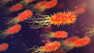 Virus