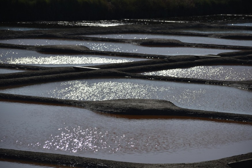 Wetland