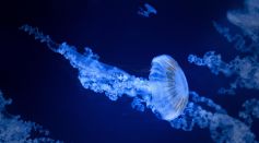 Deep Sea