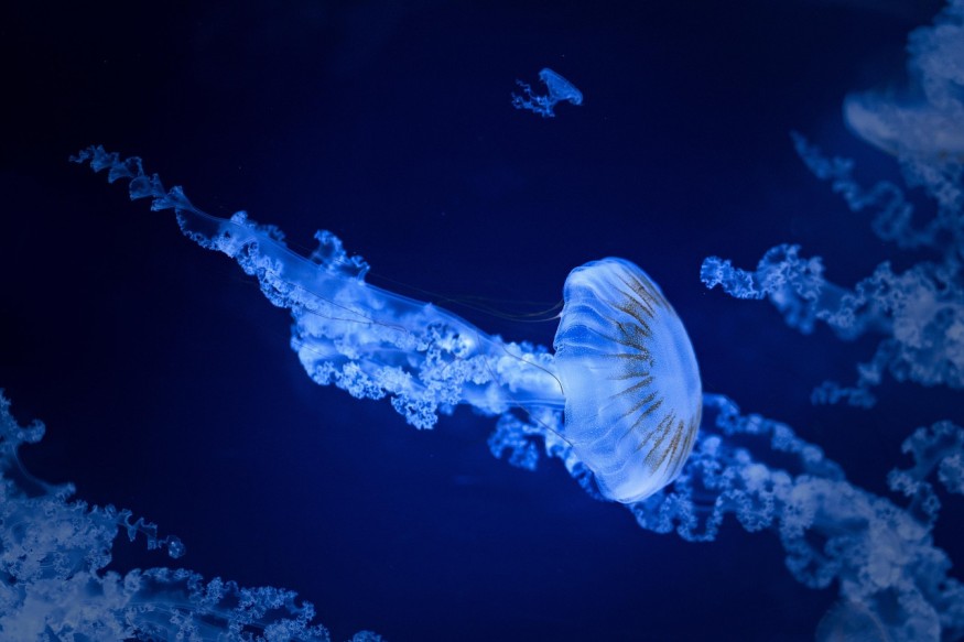 Deep Sea