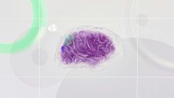 brain