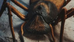 bug