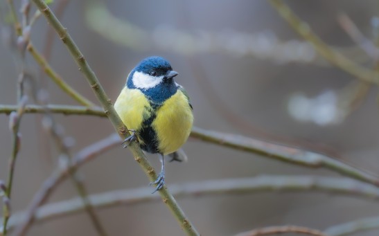 Bird