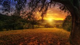 Environment