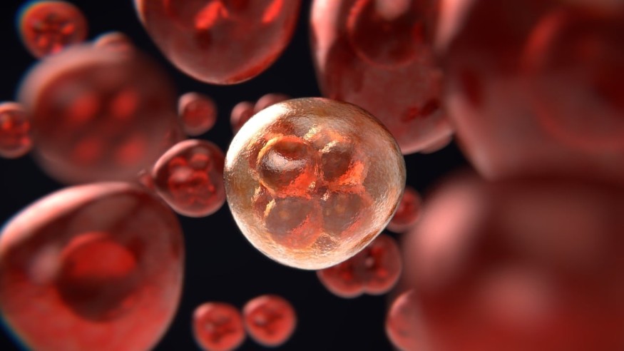 The Science of Embryonic Development from a Single Cell to Trillions of ...