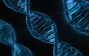 Gene