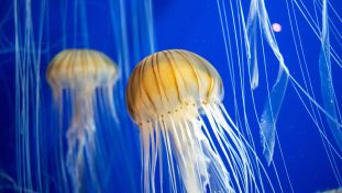 jellyfish